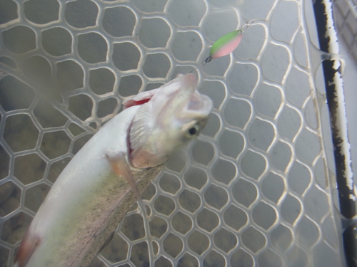 「北方ます釣り場」またもや行きました    その３