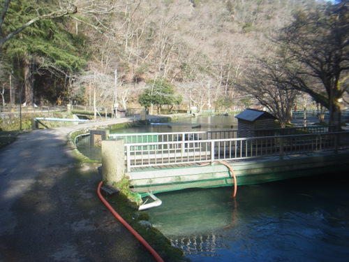 「醒ヶ井養鱒場」最近はどうかな？　　その１