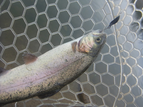 「北方ます釣り場」　テクニカルな1日　その１