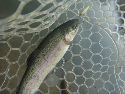 「北方ます釣り場」　テクニカルな1日　その１