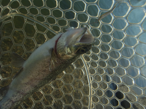 「北方ます釣り場」こんな釣りかたどうですか    その１