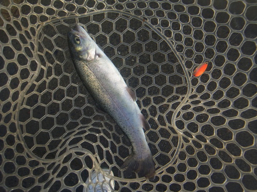 「北方ます釣り場」決壊、臨時休業前　その１