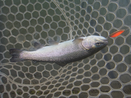 「北方ます釣り場」魚も溜まってきました    その１