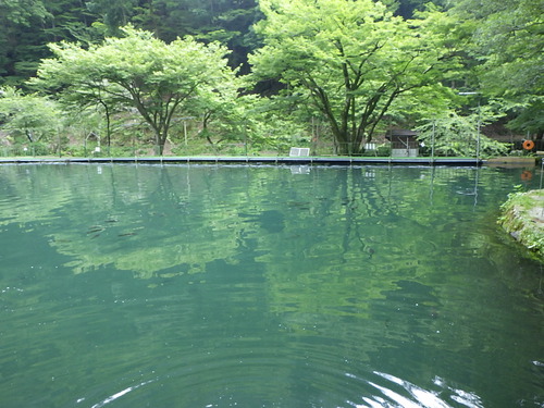 「醒ヶ井養鱒場」ほぼ貸切釣行     その２