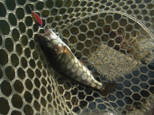 「北方ます釣り場」爆風のオープン    その１