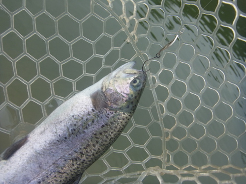 年末「瑞浪FP」釣行　その２