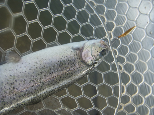 新春初釣り「北方ます釣り場」　その２