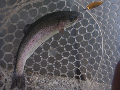 「北方ます釣り場」再オープン釣行　その１