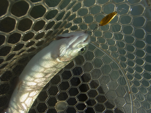 「北方ます釣り場」決壊、臨時休業前　その１