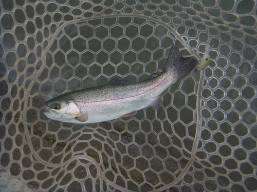 「北方ます釣り場」魚も溜まってきましたよ   その2