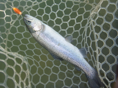年末「瑞浪FP」釣行　その２