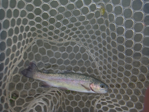 「北方ます釣り場」魚も溜まってきましたよ   その2