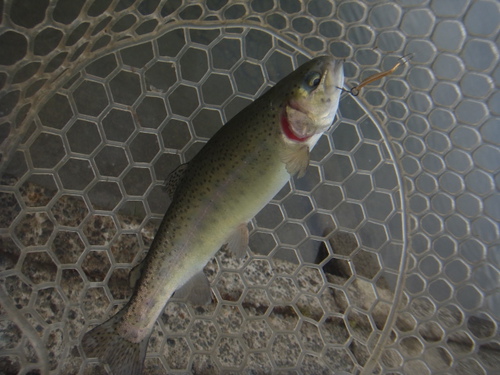 「北方ます釣り場」再オープン釣行　その１