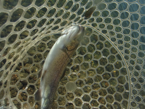 「北方ます釣り場」こんな釣りかたどうですか    その２
