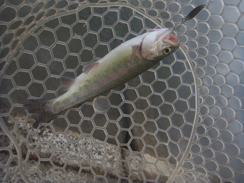 「北方ます釣り場」再オープン釣行     その２