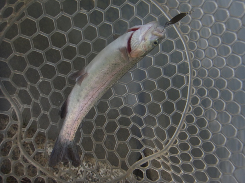 「北方ます釣り場」再オープン釣行　プロローグ