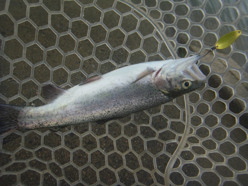 「北方ます釣り場」決壊、臨時休業前　その２