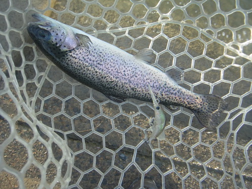 新春初釣り「北方ます釣り場」　その２