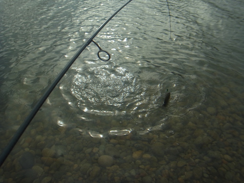「北方ます釣り場」増水、白濁してますが　その２