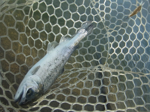 新春初釣り「北方ます釣り場」　その２