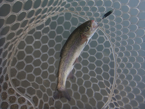 「北方ます釣り場」マートー修業    その３