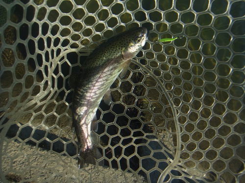 「北方ます釣り場」爆風のオープン　その２