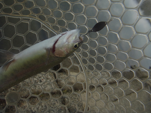 「北方ます釣り場」再オープン釣行　プロローグ