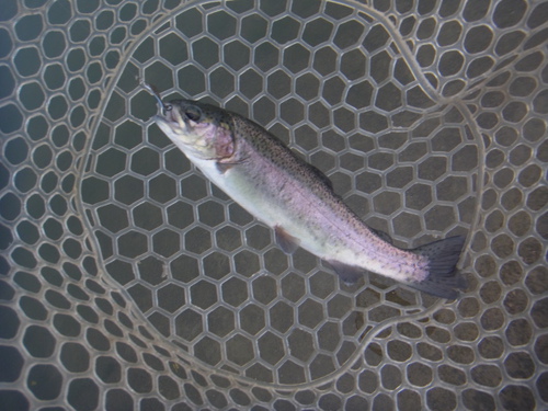 「北方ます釣り場」マートー修業    その３