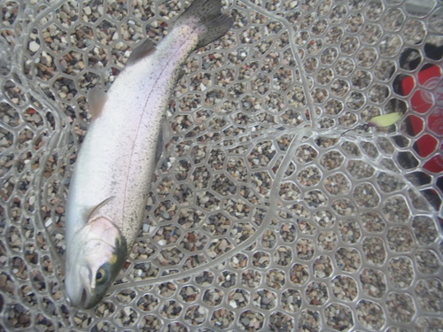 年末「瑞浪FP」釣行　その２