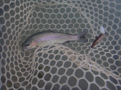 「北方ます釣り場」魚も溜まってきましたよ   その３