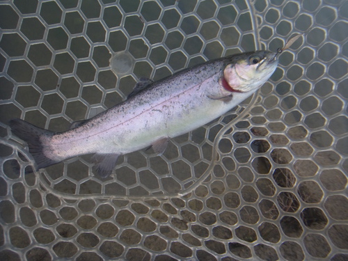 「北方ます釣り場」マートー修業    その３