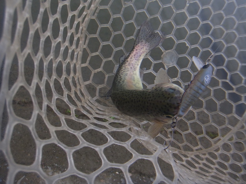 「北方ます釣り場」魚も溜まってきましたよ   その３
