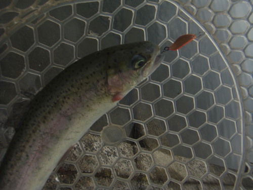 「北方ます釣り場」再オープン釣行     その２