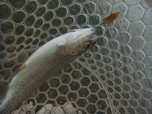「北方ます釣り場」こんな釣りかたどうですか    最終話