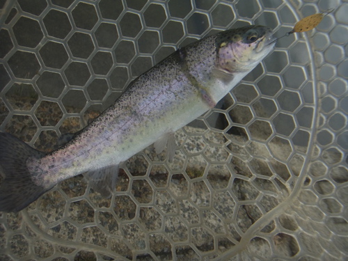 「北方ます釣り場」再オープン釣行     その２
