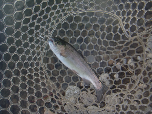 「北方ます釣り場」こんな釣りかたどうですか    最終話