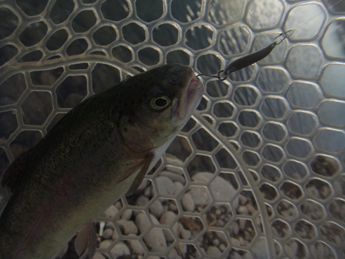 「北方ます釣り場」こんな釣りかたどうですか    最終話