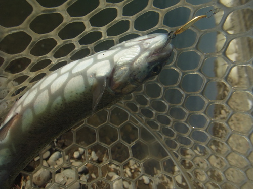 「北方ます釣り場」ストロングパターンを探せ    その２