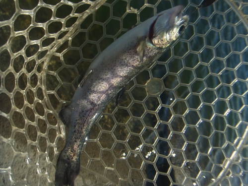 「北方ます釣り場」爆風、そして爆釣    その１