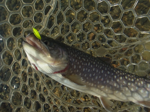 「北方ます釣り場」再再々オープン　その２