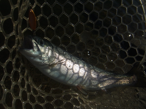 「北方ます釣り場」爆風、そして爆釣　その２