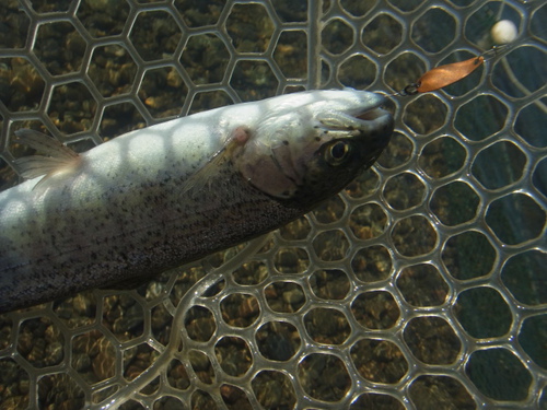 「北方ます釣り場」再再々オープン　その２