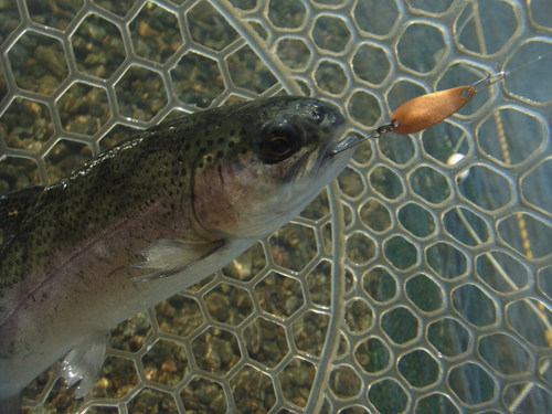 「北方ます釣り場」再再々オープン　その２