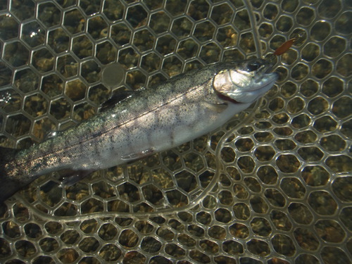 「北方ます釣り場」再再々オープン　その２