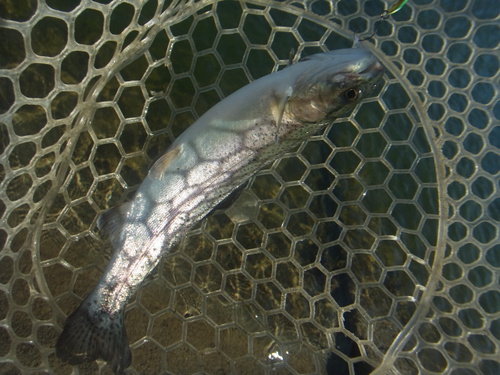 「北方ます釣り場」爆風、そして爆釣　その２