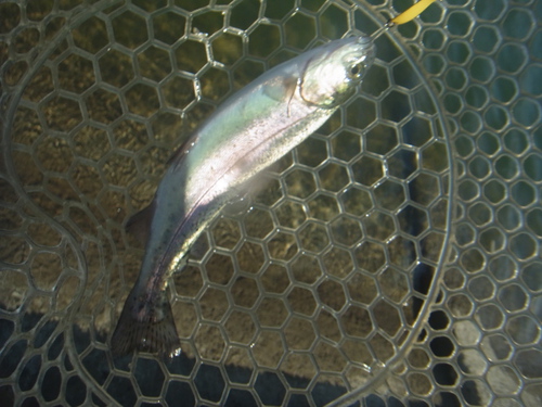 「北方ます釣り場」再再々オープン    その３