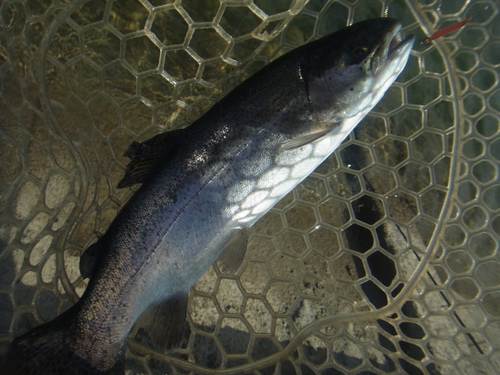 「北方ます釣り場」爆風、そして爆釣　その２