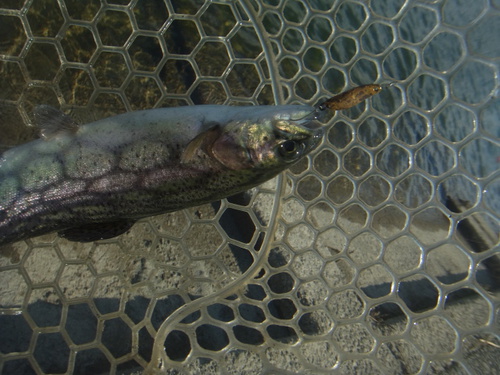 「北方ます釣り場」爆風、そして爆釣　その３
