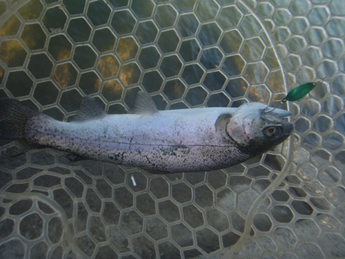 「北方ます釣り場」再再々オープン    その３