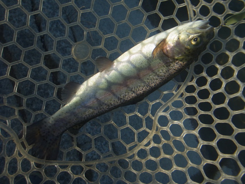 「北方ます釣り場」爆風、そして爆釣　その３